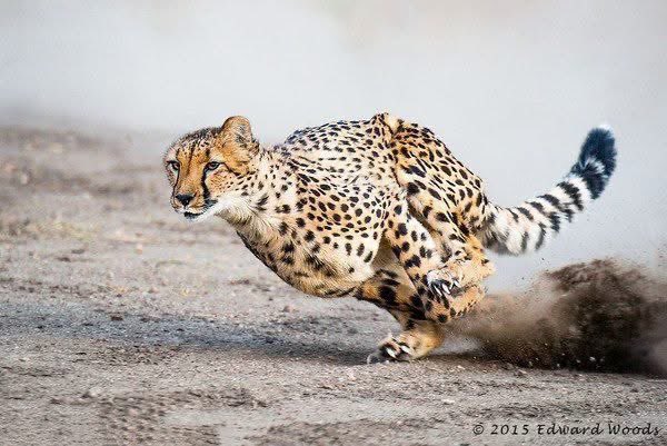 SMNK1972's tweet photo. Cracking action shot of cheetah in sprint mode. Credit to Edward Woods https://t.co/EVjKTDwcZm