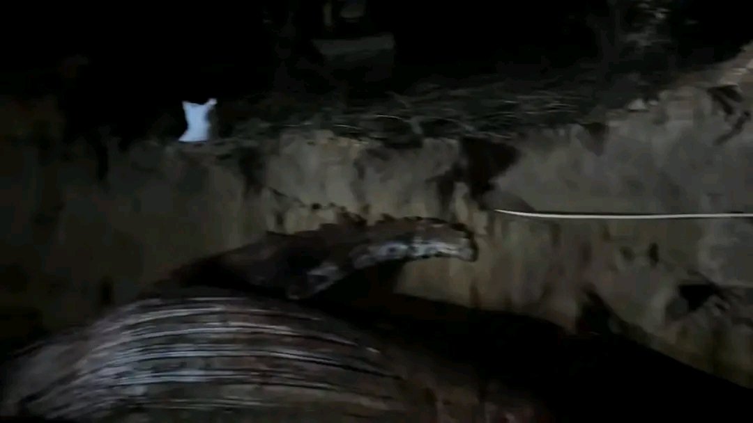 KevinFalanka's tweet photo. #Muanda : la baleine échouée a été enterrée selon les rites coutumiers, en présence de plusieurs chefs traditionnels. https://t.co/Eyv32cCPls