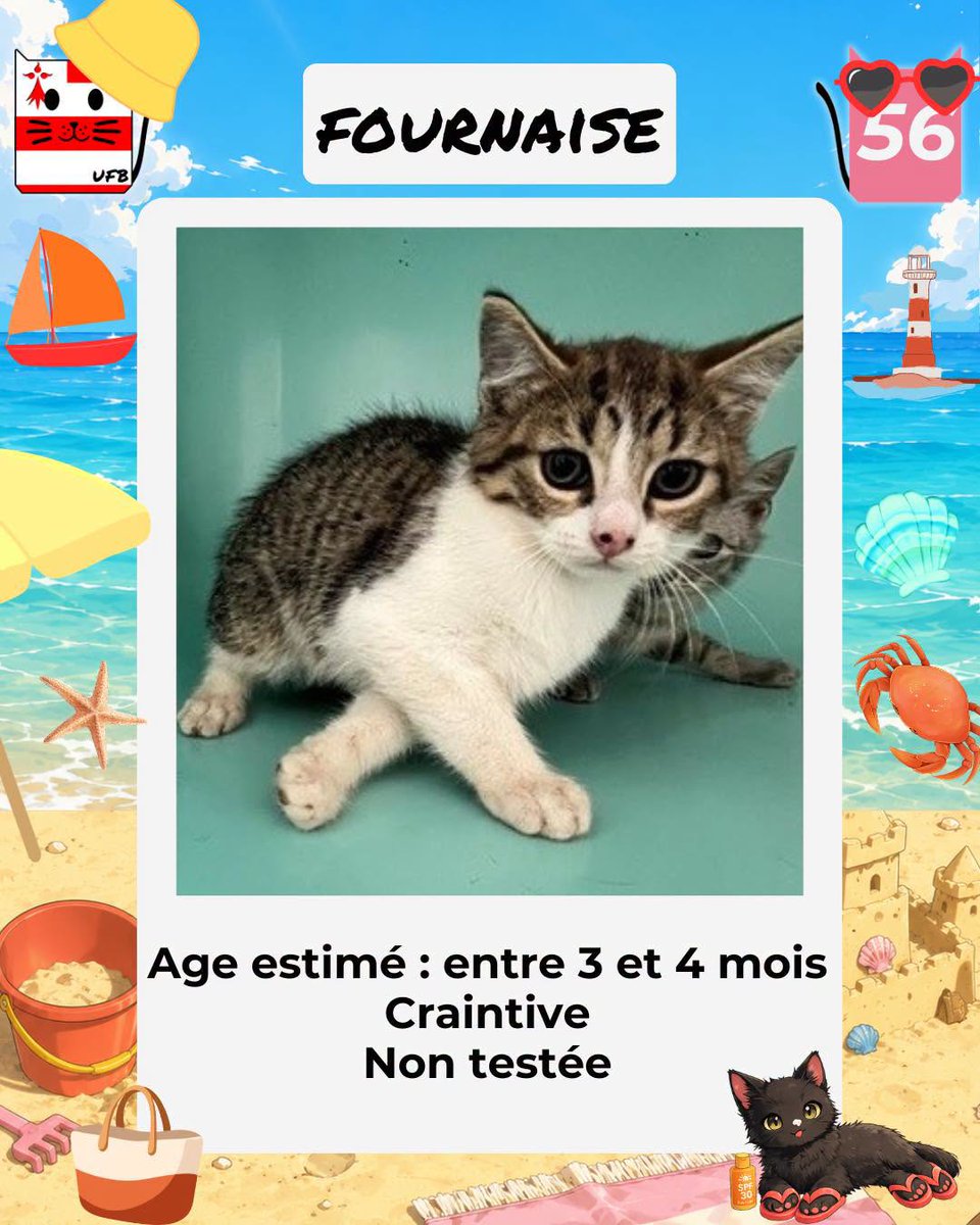 justineducern's tweet photo. En fourrière ds le département 56 
Je suis à ADOPTER pour me sauver 
mais avant le 10 Juillet 2026 
Pour tous renseignements vous pouvez contacter Urgences fourrières de Bretagne par ce lien bleu, et leur faire un message, une bénévole de UFB vs répondra: https://t.co/slH9bNcPgQ https://t.co/Es77pLjLrK