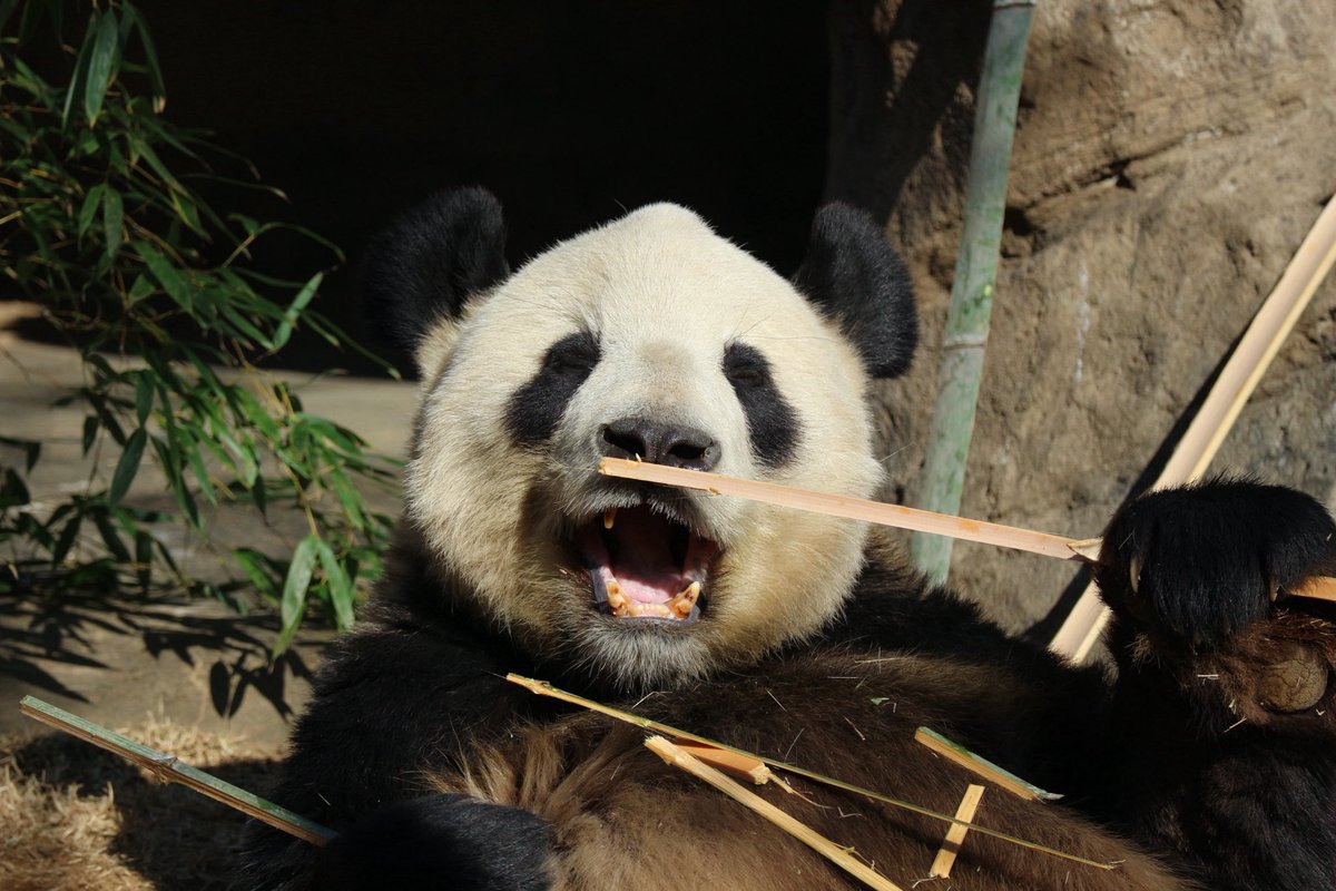 ma2panda's tweet photo. ①リーリー
②上野動物園
2024年1月14日撮影
③うま〜と言ってそうなリーリー
#パンダイパン活エピソード
#リーリー #力力 #上野動物園 https://t.co/lSgnwwLr9S