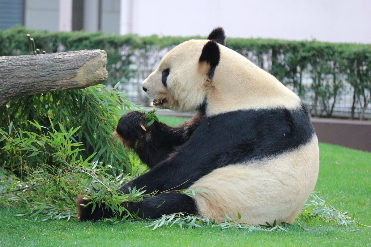 ma2panda's tweet photo. ①永明
②アドベンチャーワールド
2022年3月11日撮影
③美味しそうに笹を食べる永明さん
#パンダイパン活エピソード
#永明 #アドベンチャーワールド https://t.co/7ZxAiQjpAi