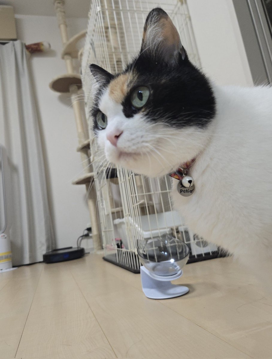 ymgc_106's tweet photo. さて本日もお付き合いありがとうございました〜

猫「雨が良く降りますね」
梅雨ですからね
猫「それはさておきご飯の時間です」
さておき過ぎません？

それでは皆様良い夢を〜ｗ https://t.co/q3qr8XRYOk