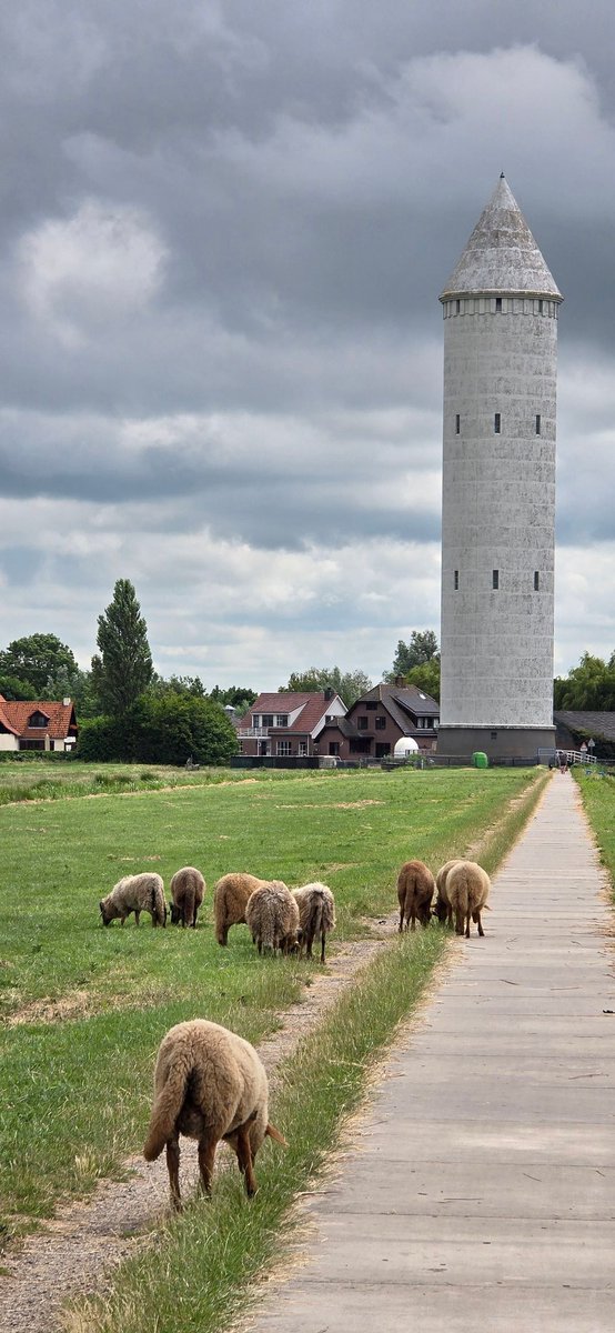 Martin1960's tweet photo. Polderrondje bij irritante rotwind, 48 km 🌬🚴♀️😎⛅️ https://t.co/T3ZkBlmCWL #AlphenAanDenRijn #TerAar #Aardam #Korteraar #Aarlanderveen #Nieuwkoop #Meije #Zegveld #Woerden #Nieuwerbrug #Bodegraven #Zwammerdam #Alphen https://t.co/2lQ9O1RkAQ