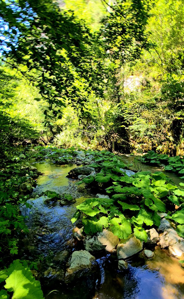 keops_81's tweet photo. Baştan sona bizimle 12km yürüdü bu aslan parçası. https://t.co/Rb4w3MgIhr