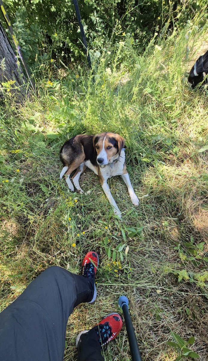 keops_81's tweet photo. Baştan sona bizimle 12km yürüdü bu aslan parçası. https://t.co/Rb4w3MgIhr