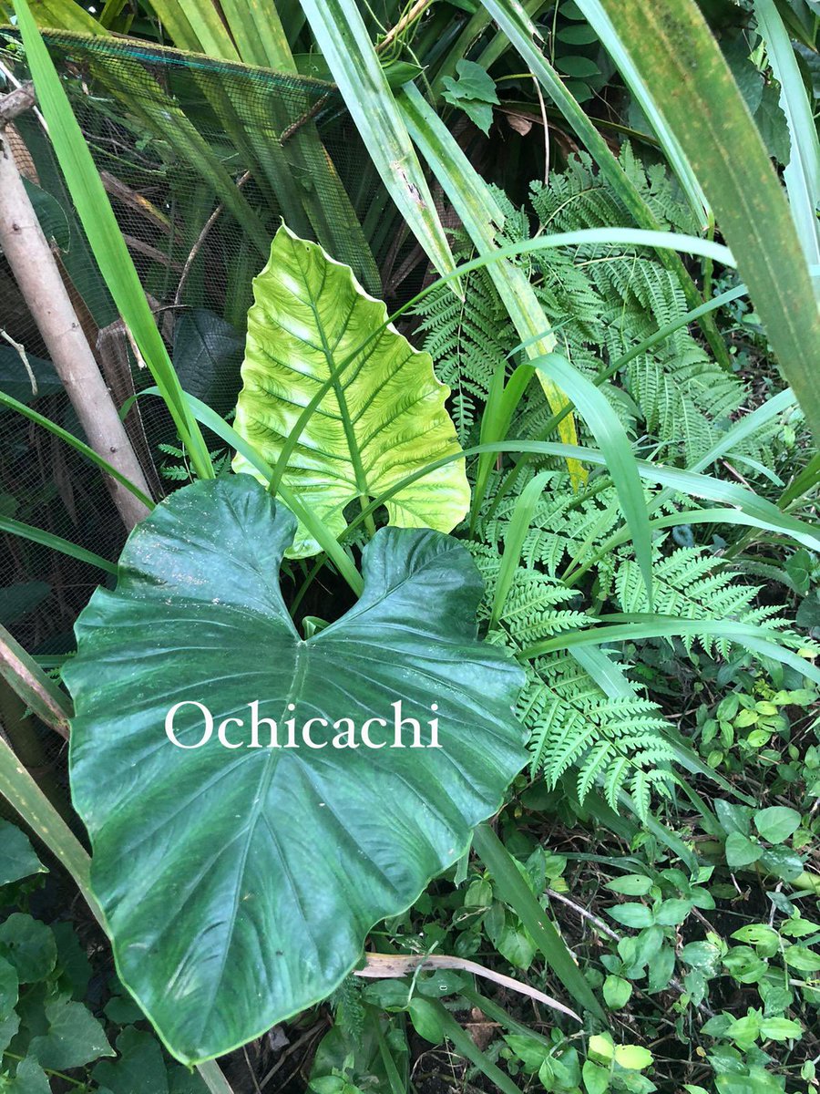 ochicachi's tweet photo. Bisa co full oren
Dapat charge, case dan cadangan TG

~Mau tanya dulu silahkan guys :)
gak usah malu😉
Kalau mau lihat hasil video sama detailnya bisa dm ya, nanti aku kasih https://t.co/zxCklWHvkJ