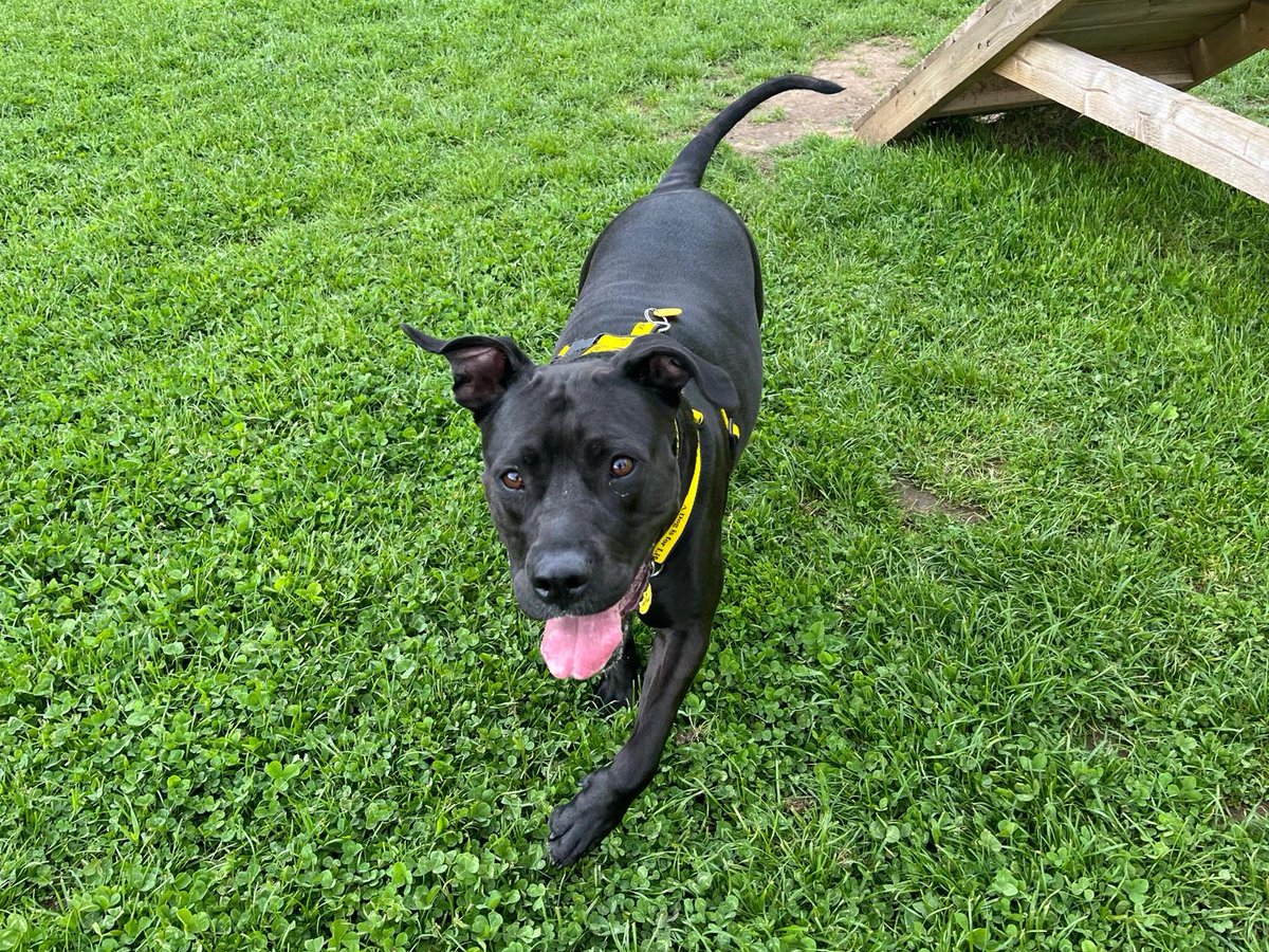 DT_WestCalder's tweet photo. Swipe to see Kiwi's pawfect Sunday afternoon📲

🥝Snuggling up on the sofa with her foster family
🥝Playing fetch in the garden with her favourite toys
🥝Jumping into the car for a fun adventure
🥝Playing at her favourite free-run field

Kiwi is an awesome girl who is a bundle of fun and an amazing house guest! She is still searching for her forever family who can offer her a second chance💛🐾🏡

Get in touch today to find out more about Kiwi!

@dogstrust
#adoptdontshop
#adogisforlife