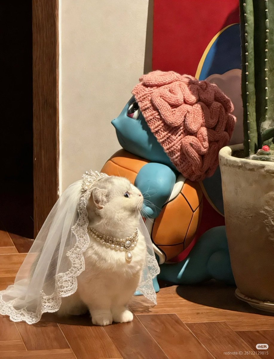 nocontextscats's tweet photo. She is getting married! https://t.co/Ah0eSPMo05