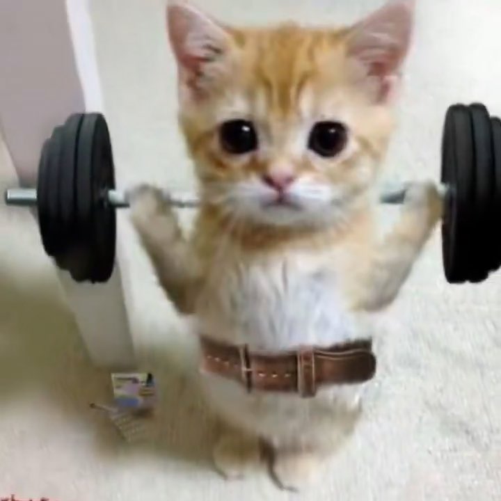 damir0x's tweet photo. El Gato has entered the arena https://t.co/1Wx9vzjJRB