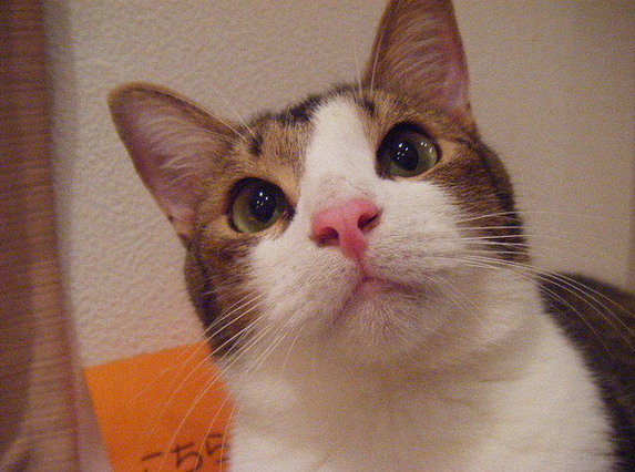 agropjimenez's tweet photo. しょっぴーのソロパート
未だに
ちびまる子ちゃんが
チラつくんだよね
同志いません？ https://t.co/P4G256bsm4