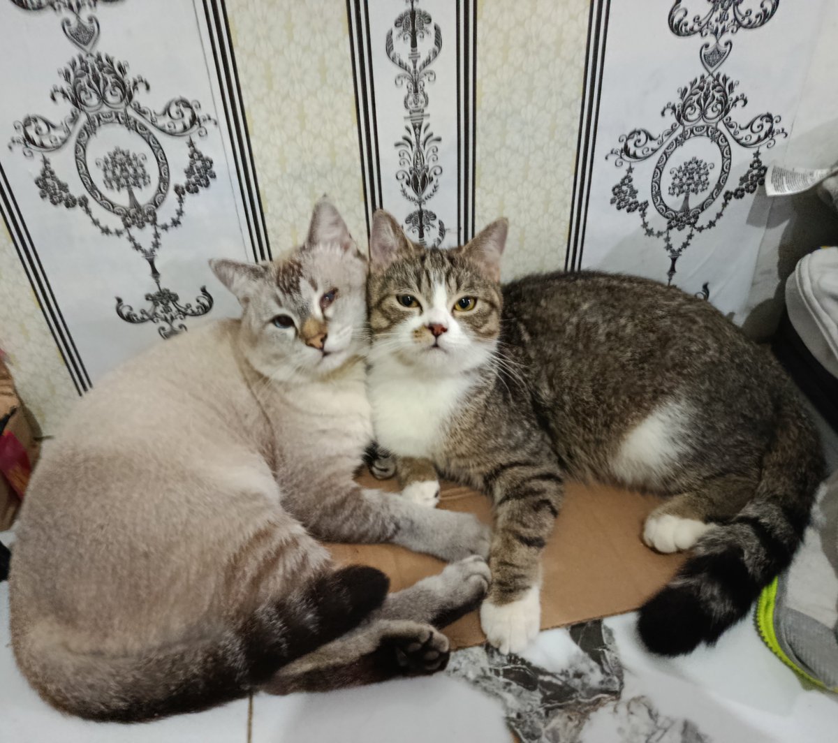 rince_life's tweet photo. Junior tadi mecahin gelas lagii, akhirnya dimarahin sama mami. Kabur dia ke Papi Cino. Papi Cino nglindungin dan belain Junior. 

Endingnya mereka tidur diluar beralas kardus🙏 https://t.co/XqNImH4QiE