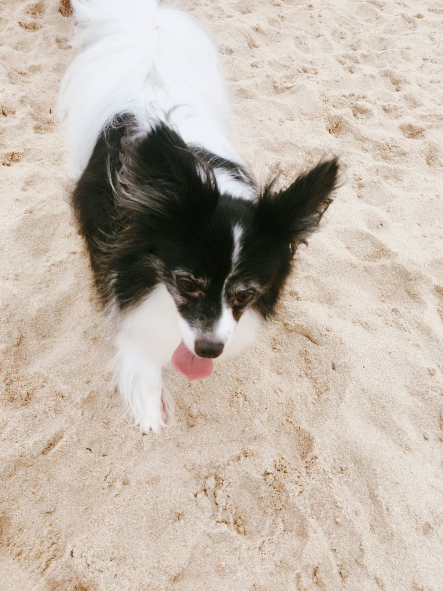 PODOMONG's tweet photo. 궁금해서 거의 십년전 사진을 찾아왔는데
우리애도 발가사리 https://t.co/GAmQL3DjxY