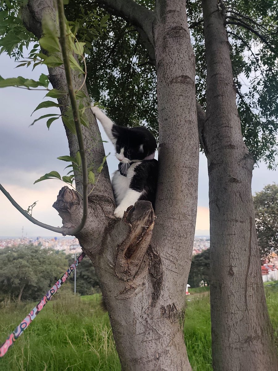 MoonyFoster's tweet photo. Gato gordo intenta escalar un árbol https://t.co/NEWgtF42Vt