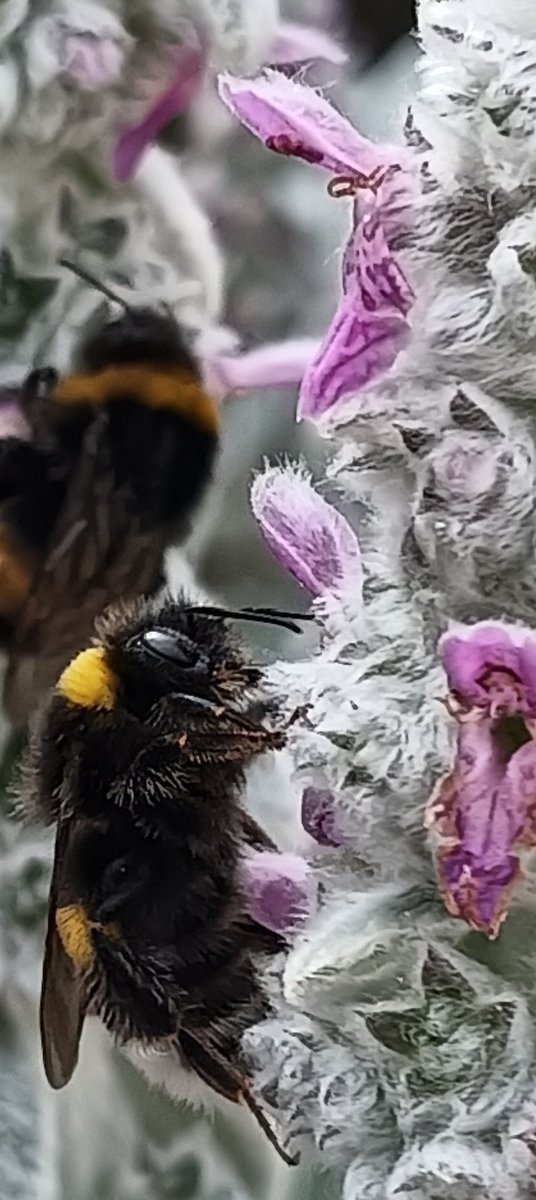 Kijkverder1's tweet photo. #Alliens ontmaskerd in mijn tuin👊🏻😂
#NieuwsInPerspectief https://t.co/MnbhJdeavW