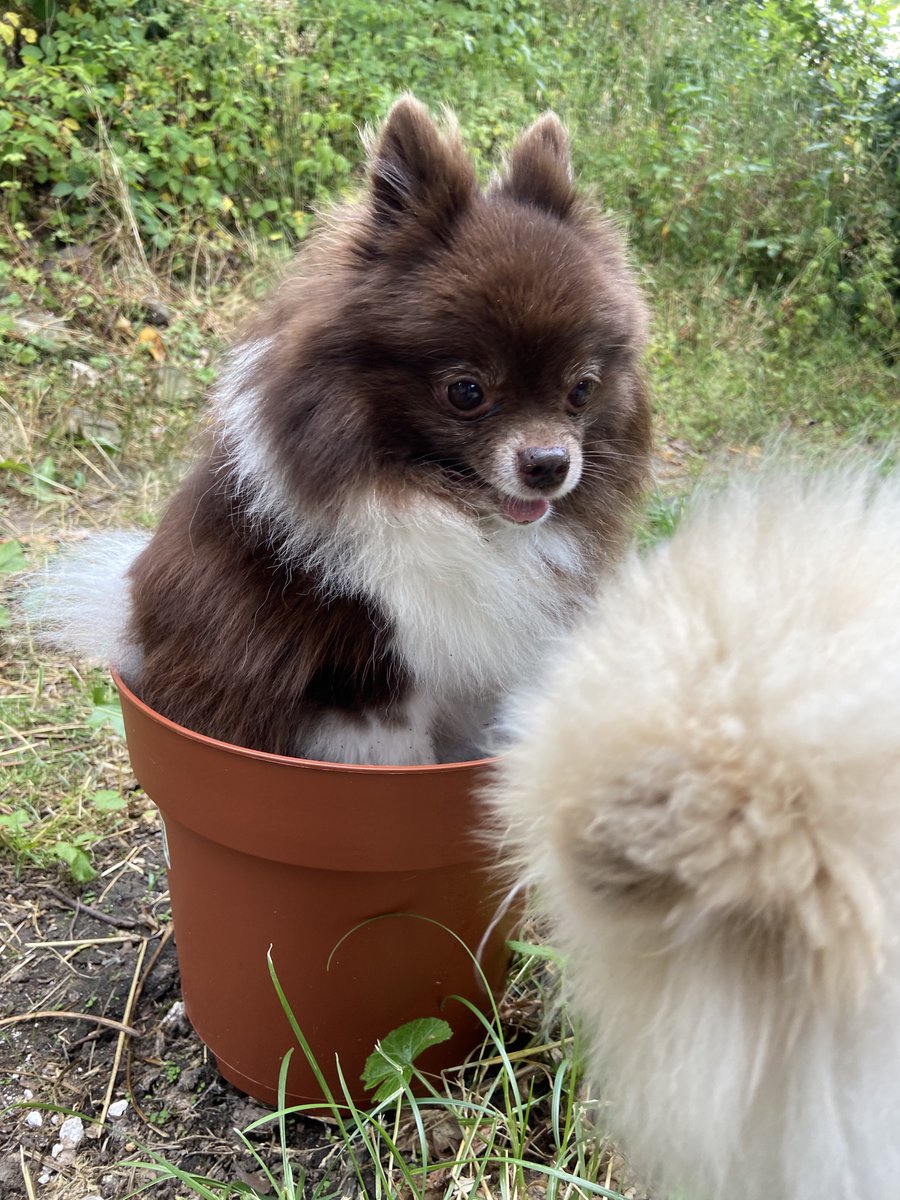 NayamiiChan's tweet photo. Der Hund wächst und gedeiht 🌱 https://t.co/a7oHOxM9Fr