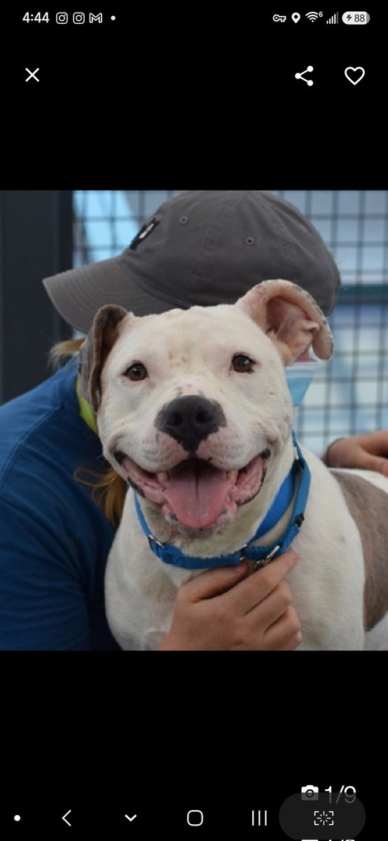 MyBoxerLuvMac1's tweet photo. 💔Rain💔
#NYCACC #254047 4y
▪️ReListed TBK: 7/7 
#RescueOnly

Precious sweetie's💔, found tied up w another dog fighting each other, 55 days ago!
Recovering from her wounds.
Affectionate, adores ppl, social w handlers.
Here 2 long, becones easily hyperaroused.
Jumps on handlers, mouthy.
Needs loving, N.East #Foster, 4 security, 2 decompress & thrive.

DM @CathyPolicky
Pls #Pledge4Rescue
💞R
https://t.co/hYAzLP2hUx