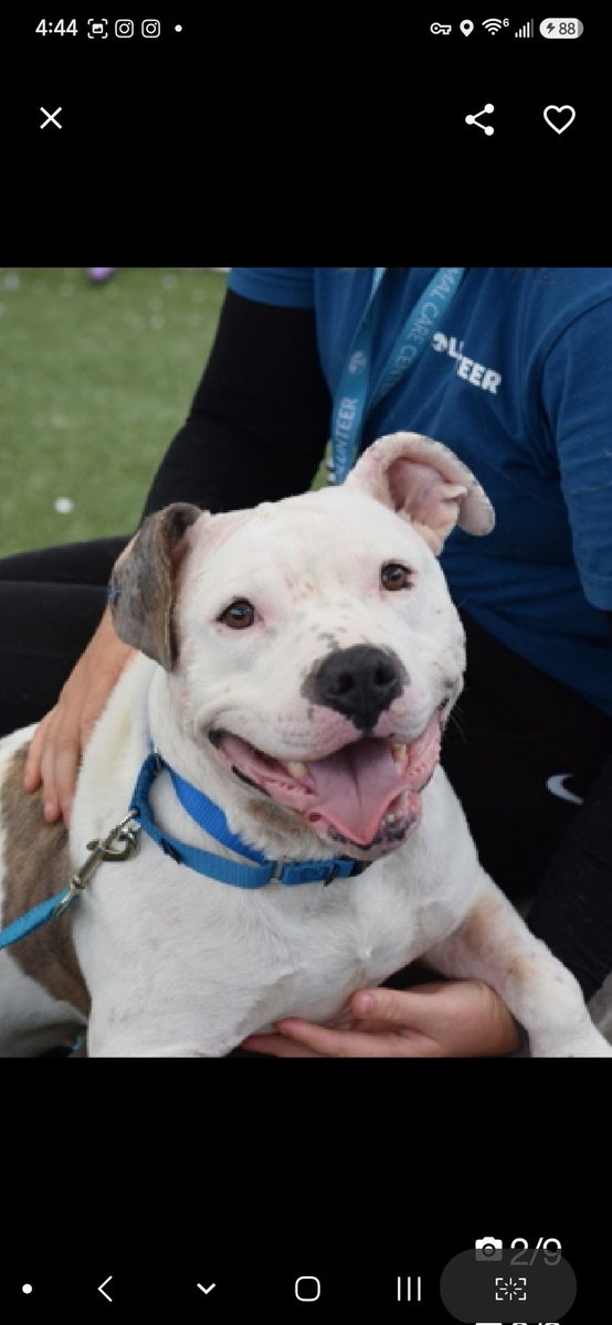 MyBoxerLuvMac1's tweet photo. 💔Rain💔
#NYCACC #254047 4y
▪️ReListed TBK: 7/7 
#RescueOnly

Precious sweetie's💔, found tied up w another dog fighting each other, 55 days ago!
Recovering from her wounds.
Affectionate, adores ppl, social w handlers.
Here 2 long, becones easily hyperaroused.
Jumps on handlers, mouthy.
Needs loving, N.East #Foster, 4 security, 2 decompress & thrive.

DM @CathyPolicky
Pls #Pledge4Rescue
💞R
https://t.co/hYAzLP2hUx