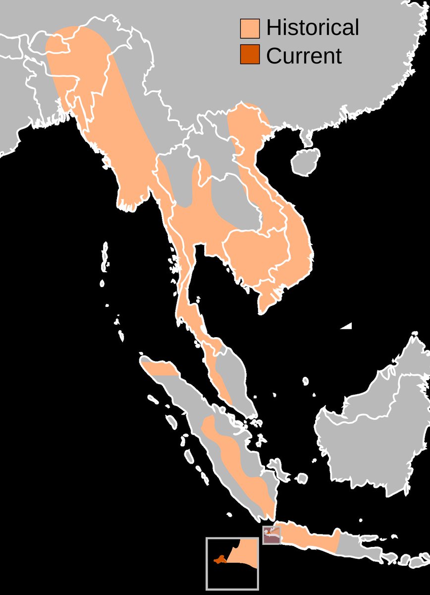 imwidodo's tweet photo. @algazelian Nama kolalnya itu diambil dari nama pulau bukan nama etnis lu protes aja ke botani yg ngasih nama latinnya, identik bukan berarti edemik populasi bada ini juga tersebar ke daratan lain https://t.co/1WTn4mg7Uu