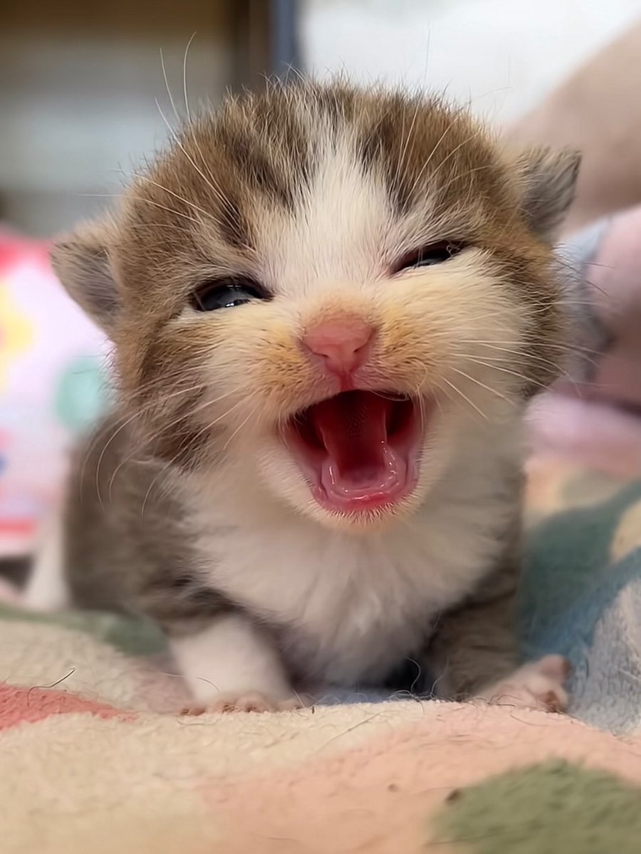 Catsillyness's tweet photo. https://t.co/4dcgs5ZUvO