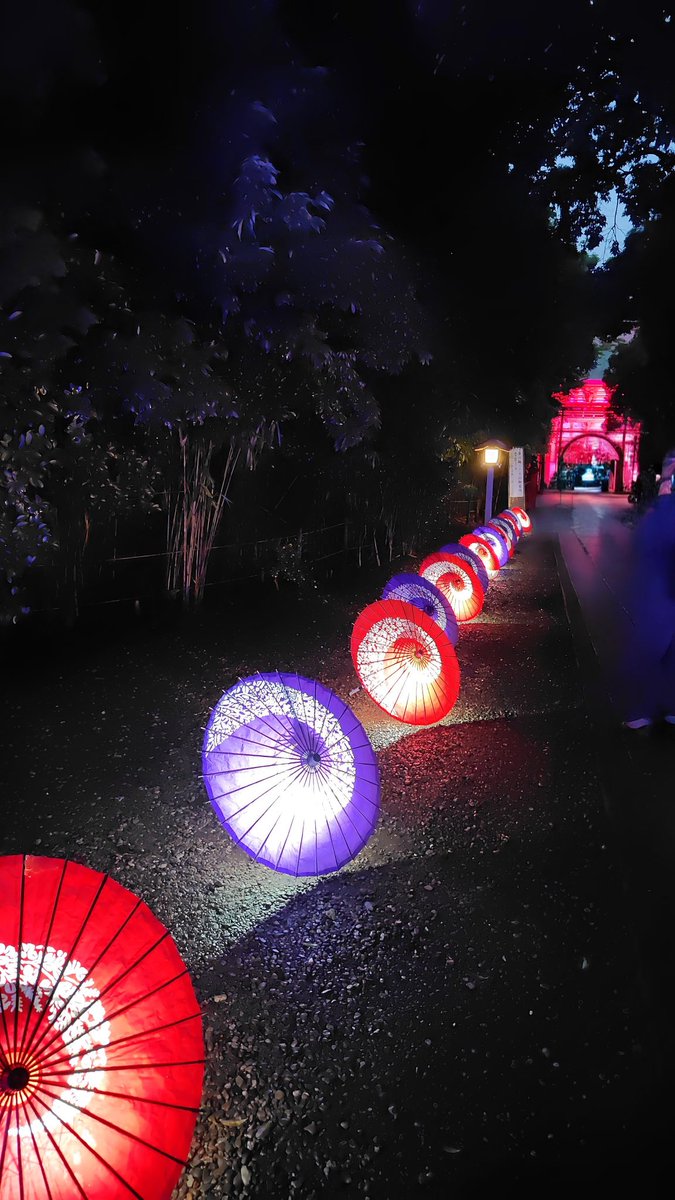 Mint_Tea29's tweet photo. 氷川神社のライトアップすごく綺麗でした🥰

#和傘の杜 #氷川神社 #七夕 https://t.co/3w4wIz87pz