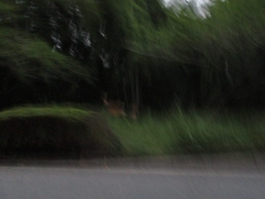 DeepRed_ver's tweet photo. 鹿ちゃんが出る！と思ったら
次の瞬間目の前に親子で出てきた🦌
続けて　またでる！と思ったら大きな角で出てきた🦌
100％の的中率だった　馬券買ってみたい🏇 https://t.co/Fh0i92kxCR