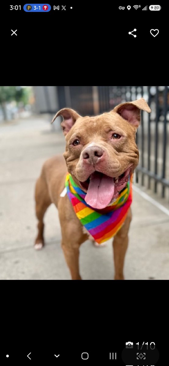 MyBoxerLuvMac1's tweet photo. 💔Goofy Goober💔
#NYCACC #250784 4y
▪️ReListed TBK: 7/7
#RescueOnly

Precious sweetie's💔, waiting 96 days!
Absolutely gorgeous boy's all heart!
Adores ppl, affectionate, seeks attn.
Here 2 long, bangs transfer door & no 1 blames him!
Has dermatitis & dental disease.
Needs loving, all adult, N.East #Foster, 4 structure/routine, 2 decompress & flourish.

DM @CathyPolicky
Pls #Pledge4Rescue
💞GG
https://t.co/m92miZKgAj
