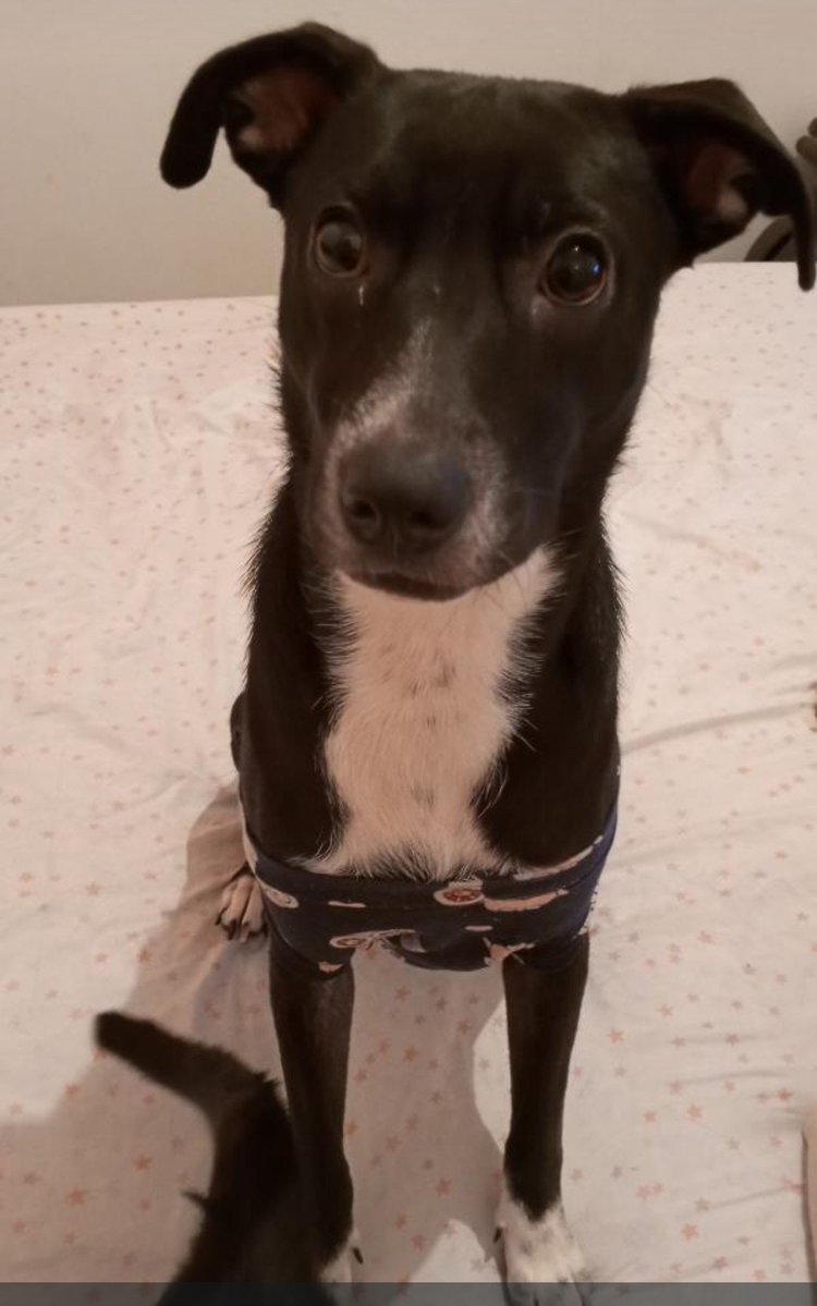 DudaEterna's tweet photo. Te seguimos buscando Pandita. Se ofrece recompensa https://t.co/HyXiCjgeUG