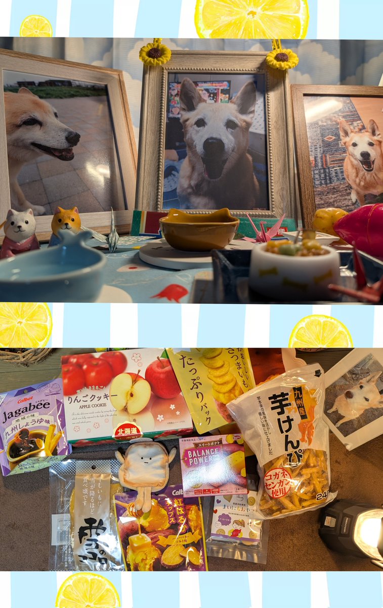 imolovesun's tweet photo. 🌈今日はジミの月命日🐶

兄弟のチビィも一緒に🍠🍎🥔🍞💐🌈🐾

大好き https://t.co/dXFDkicQUM