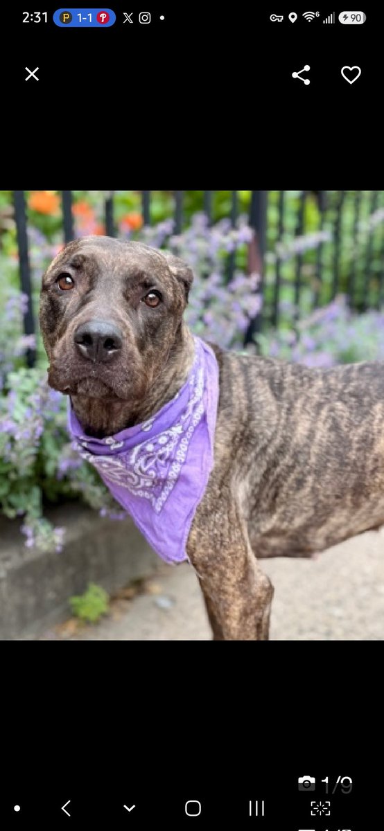 MyBoxerLuvMac1's tweet photo. 💔Polaris💔
#NYCACC #252763 2y
▪️ReListed TBK: 7/7
#RescueOnly

Precious sweetie's💔, arrived stray, 71 days ago!
Initially fearful, sensitive w handling.
Beautiful brindle youngster's  warmed.
Adores ppl, affectionate & loves being loved.
Walks well on leash, stays close 2 handlers.
Needs loving, all adult, N.East #Foster, 4 security, 2 decompress & flourish.

DM @CathyPolicky
Pls #Pledge4Rescue
💞P
https://t.co/V6jFpii4V5