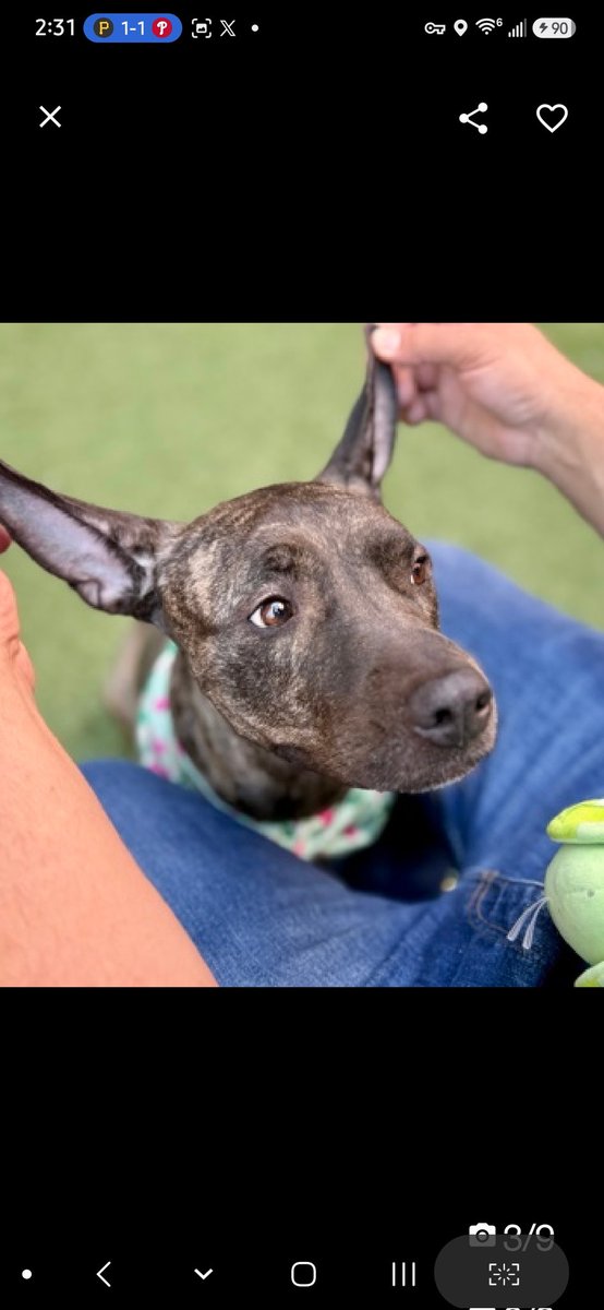 MyBoxerLuvMac1's tweet photo. 💔Polaris💔
#NYCACC #252763 2y
▪️ReListed TBK: 7/7
#RescueOnly

Precious sweetie's💔, arrived stray, 71 days ago!
Initially fearful, sensitive w handling.
Beautiful brindle youngster's  warmed.
Adores ppl, affectionate & loves being loved.
Walks well on leash, stays close 2 handlers.
Needs loving, all adult, N.East #Foster, 4 security, 2 decompress & flourish.

DM @CathyPolicky
Pls #Pledge4Rescue
💞P
https://t.co/V6jFpii4V5