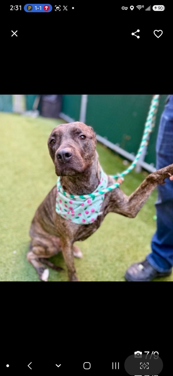 MyBoxerLuvMac1's tweet photo. 💔Polaris💔
#NYCACC #252763 2y
▪️ReListed TBK: 7/7
#RescueOnly

Precious sweetie's💔, arrived stray, 71 days ago!
Initially fearful, sensitive w handling.
Beautiful brindle youngster's  warmed.
Adores ppl, affectionate & loves being loved.
Walks well on leash, stays close 2 handlers.
Needs loving, all adult, N.East #Foster, 4 security, 2 decompress & flourish.

DM @CathyPolicky
Pls #Pledge4Rescue
💞P
https://t.co/V6jFpii4V5