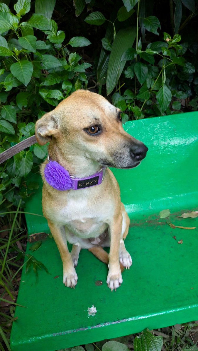 guatexanimales2's tweet photo. Saschencka es una dulce perrita mediana amorosa tranquila que la rescatamos de bebé y ya casi tres años en el refugio nadie pregunta por ella es sociable, tranquila ideal para apartamentos o casas pequeñas da abrazos y espera con ansias un buen hogar 🏠.
#adoptanocompres https://t.co/X2nV9zwzge
