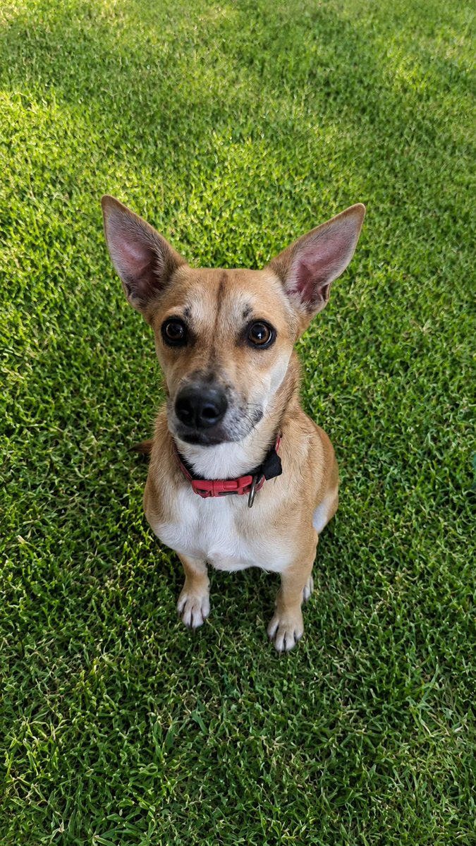guatexanimales2's tweet photo. Saschencka es una dulce perrita mediana amorosa tranquila que la rescatamos de bebé y ya casi tres años en el refugio nadie pregunta por ella es sociable, tranquila ideal para apartamentos o casas pequeñas da abrazos y espera con ansias un buen hogar 🏠.
#adoptanocompres https://t.co/X2nV9zwzge