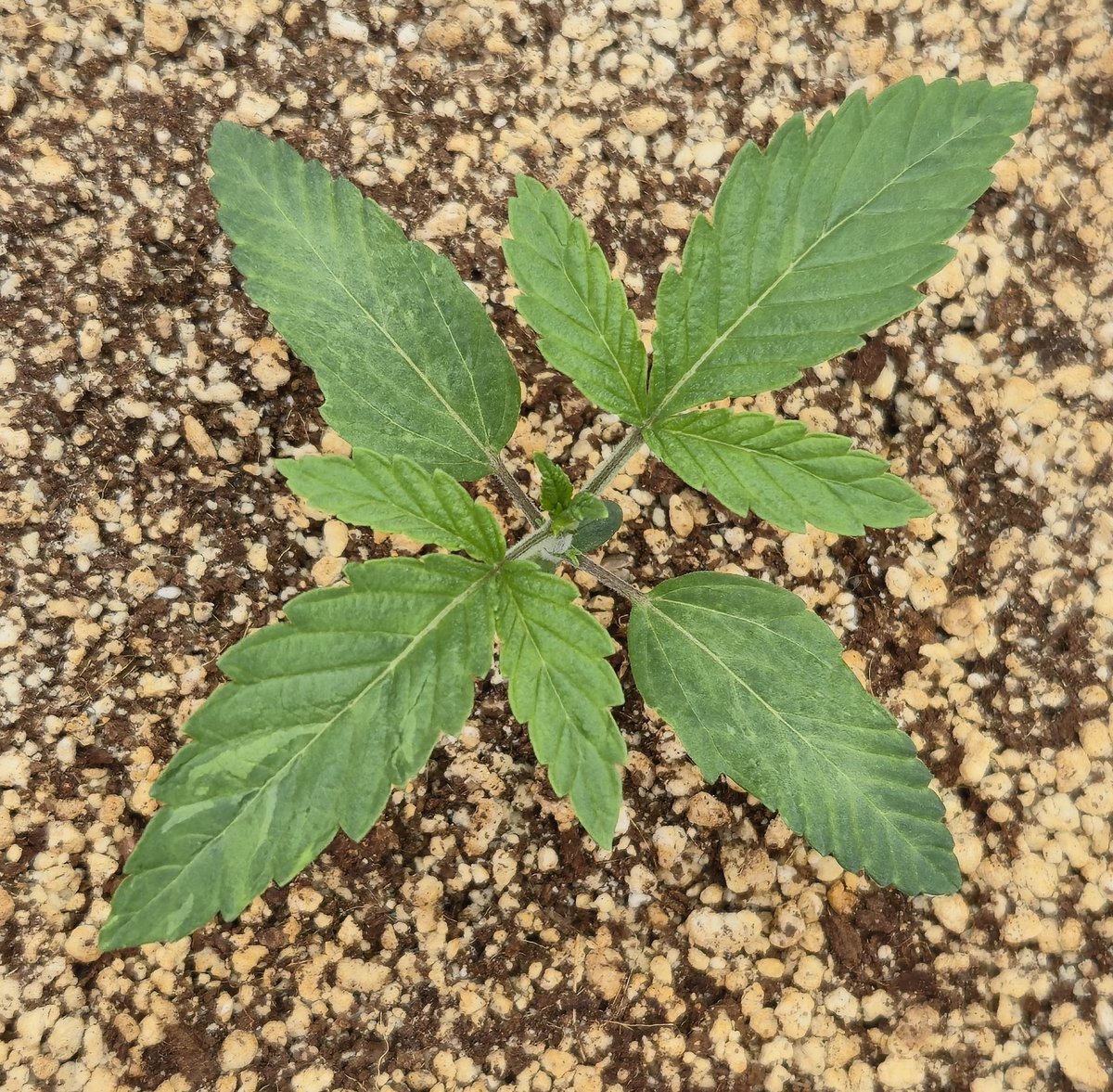 kclightup's tweet photo. Good morning CANNAFAM!!! Daily update @ day 11
@beleaf_cannabis Nine Lions S1
@autopotusa 3.9 gallon system
#koshernutrients
#secretled SL-760
Today I will be giving them a good watering. Happy Growing Much ���� fam!! https://t.co/mi4fRaDoh9