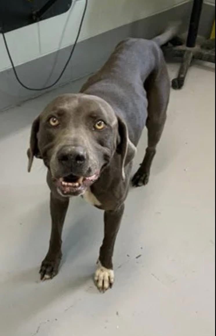 SamfromSpain's tweet photo. LEO #A387664, gentle senior found roaming the streets &amp; taken 2 Corpus Christi AC
Most probably dumped!
At 9yo,shud be living rest of his life in ☮️ 
Mass in ear easily removable
Some lameness
PLEDGE 4 MED #RESCUE 2 get vet care &amp; a loving🏠
Let his final years be happy ones! https://t.co/xqBbEsUVa5
