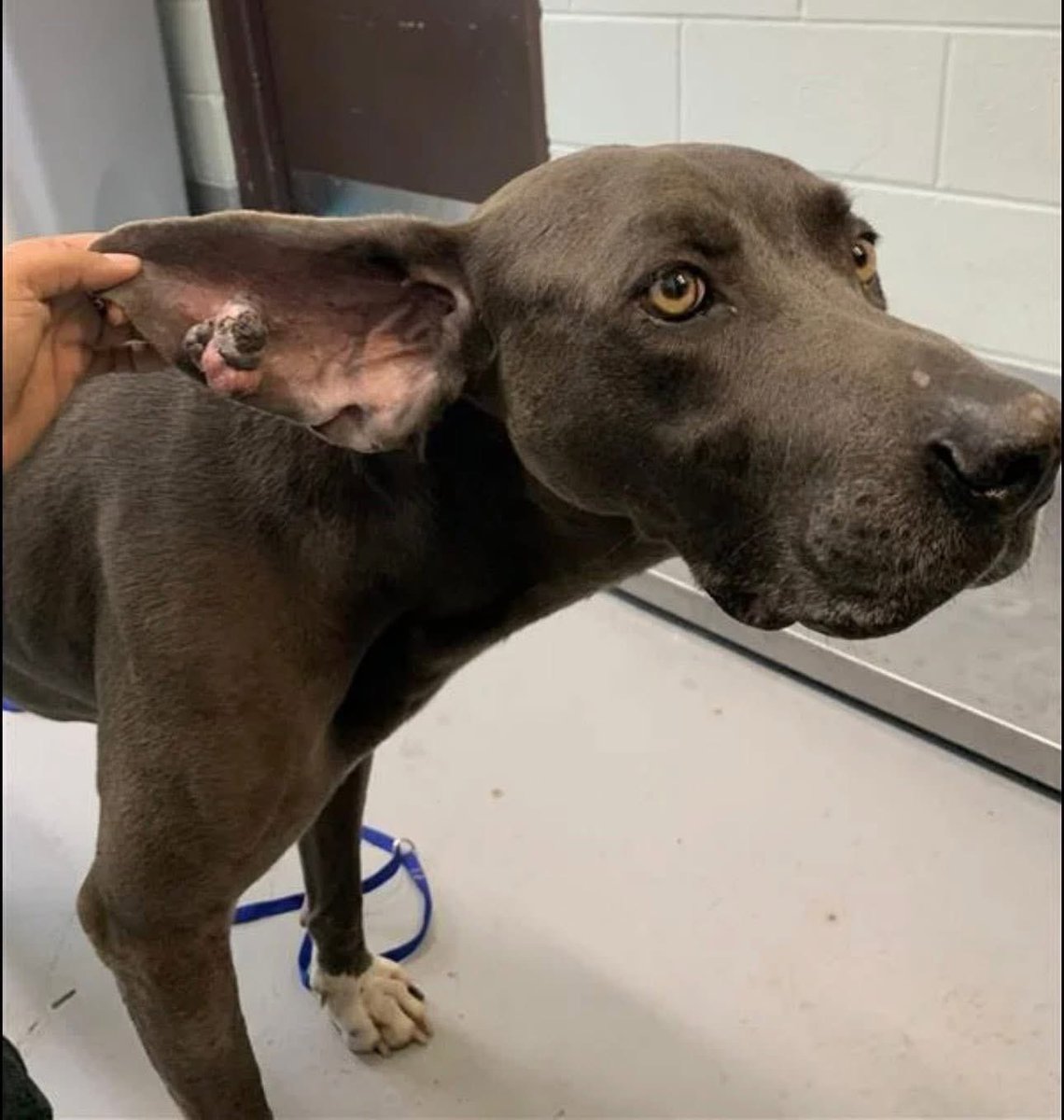 SamfromSpain's tweet photo. LEO #A387664, gentle senior found roaming the streets &amp; taken 2 Corpus Christi AC
Most probably dumped!
At 9yo,shud be living rest of his life in ☮️ 
Mass in ear easily removable
Some lameness
PLEDGE 4 MED #RESCUE 2 get vet care &amp; a loving🏠
Let his final years be happy ones! https://t.co/xqBbEsUVa5