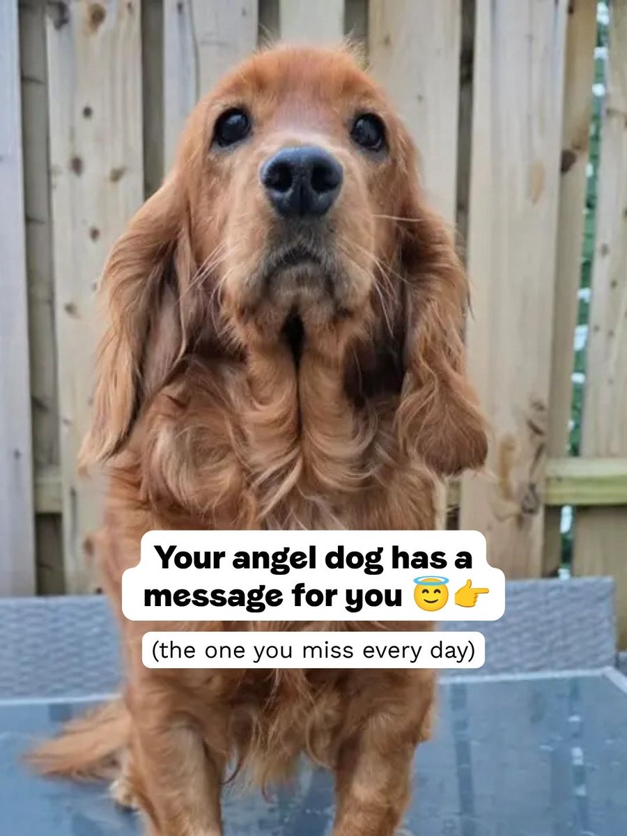 DogsTrust's tweet photo. A message from your angel dog on #PetRemembranceDay 🐶💛 https://t.co/DZKd60v4tf