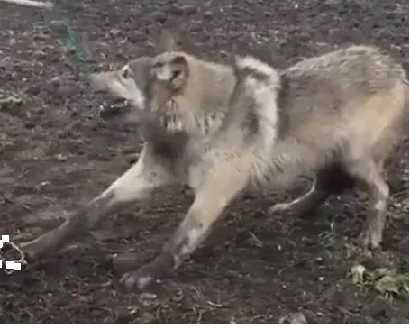 Gldneaple's tweet photo. @wolfncrisis trap undone wolf....be free https://t.co/I28pQ9Dkg5