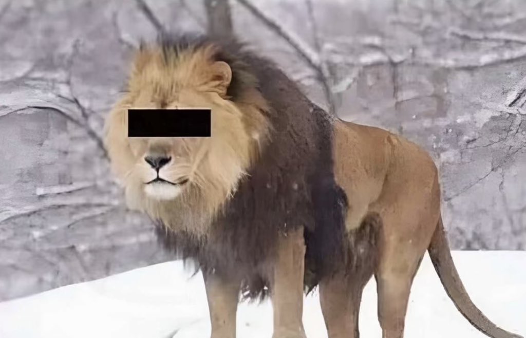 cizzewealthy's tweet photo. If you guess the animal,  I’ll drink today https://t.co/Vb31Y9NWsT