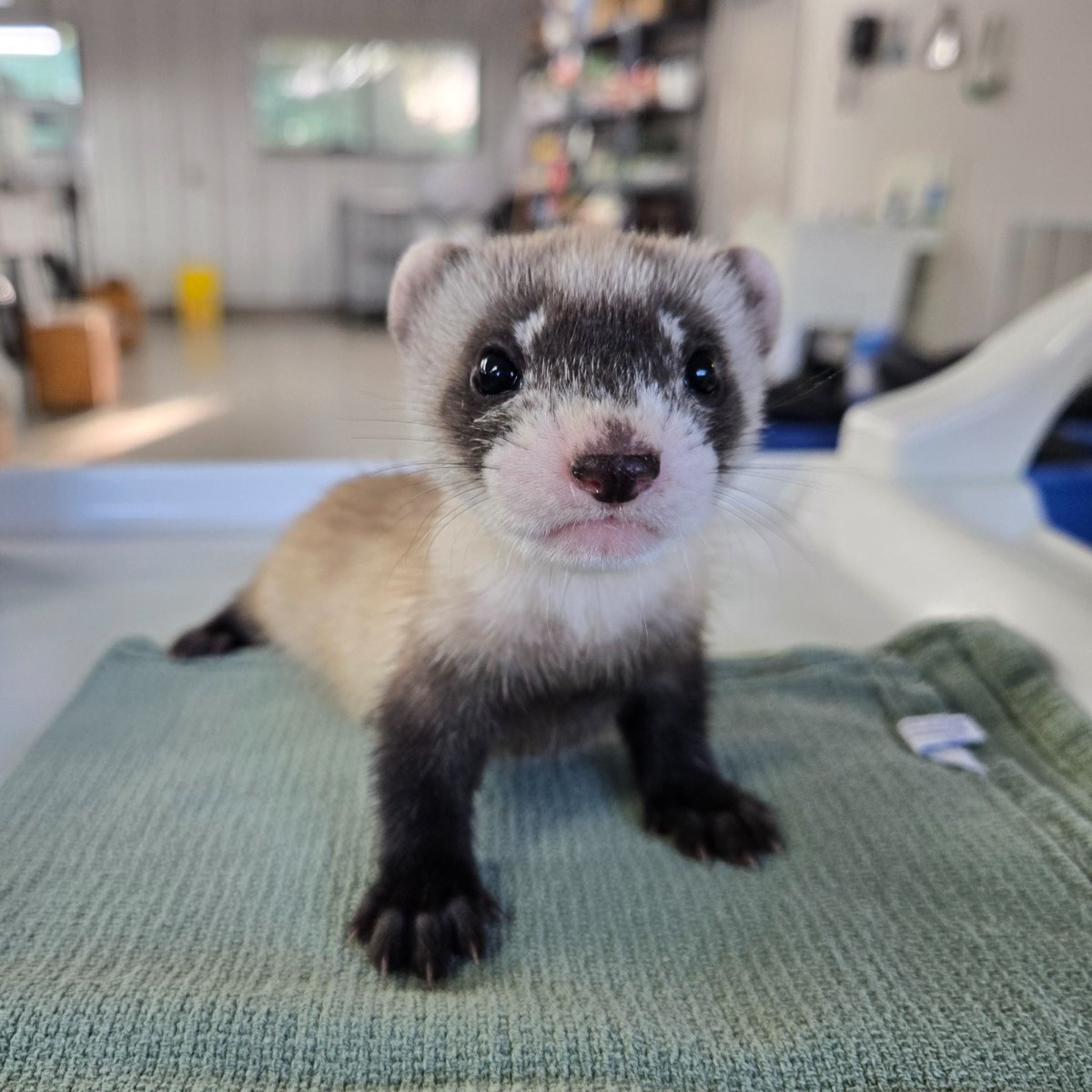 LouisvilleZoo's tweet photo. Need a dose of serotonin to help chase away the Sunday Scaries?
Meet the adorable kits of black-footed ferret "Blue Violet."  They are 43 days old and growing fast!

Did you know you can tour our Black-Footed Ferret Conservation Center?
Learn more at https://t.co/pj0xQ6CPMa.

📸 Chris Florence