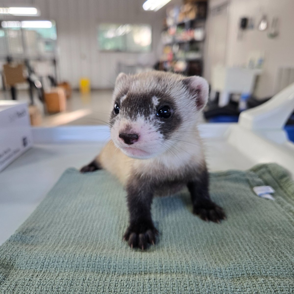 LouisvilleZoo's tweet photo. Need a dose of serotonin to help chase away the Sunday Scaries?
Meet the adorable kits of black-footed ferret "Blue Violet."  They are 43 days old and growing fast!

Did you know you can tour our Black-Footed Ferret Conservation Center?
Learn more at https://t.co/pj0xQ6CPMa.

📸 Chris Florence