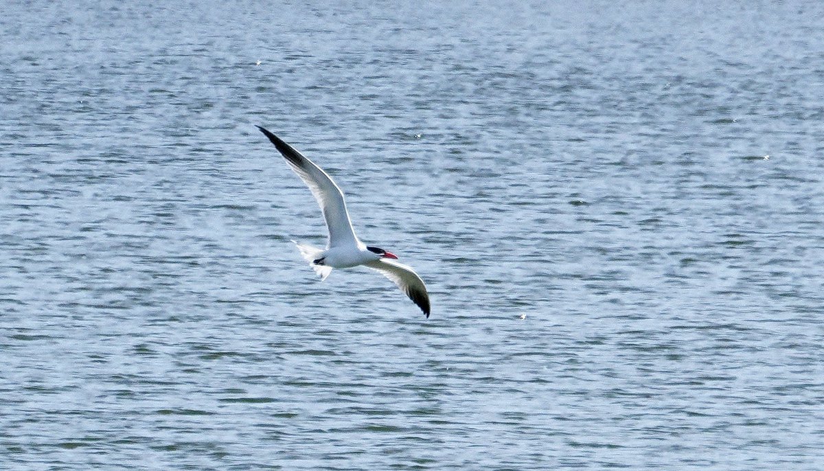ColinHolter's tweet photo. Absolute pleasure to see this superb adult Caspian Tern at Dungeness RSPB on Friday morning. Seriously hefty bird, but always just a bit too distant, absolutely dwarfed a Common Tern &amp; other nearby species showing just how big it was - the largest tern species in the world. https://t.co/wNDj2qXFJt
