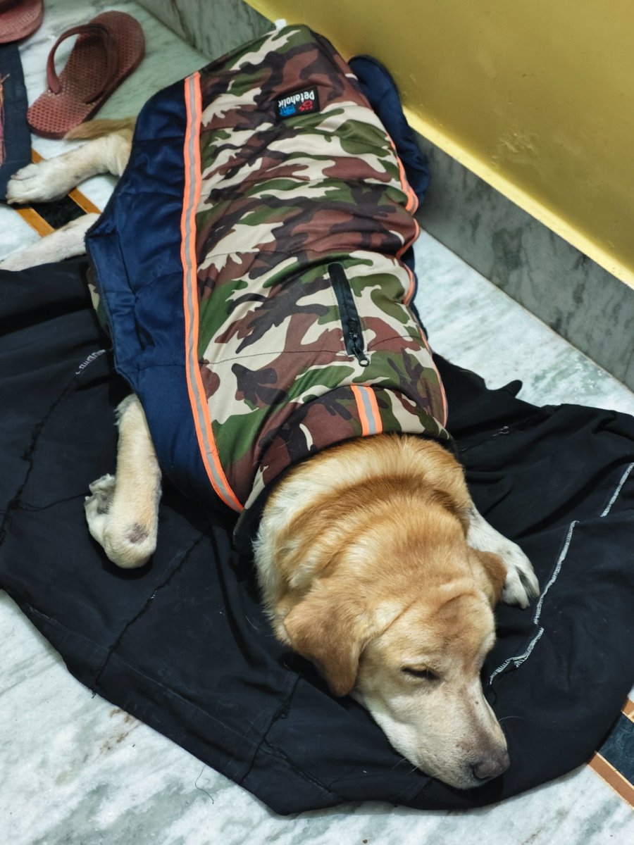 NomadPaw's tweet photo. Last day of my Dog (guffy) 💔 https://t.co/HQ8GKoRJC5