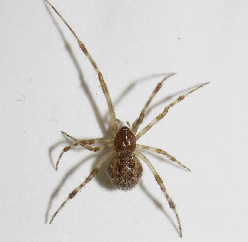 price_dominie's tweet photo. Ok, another Army story. Spiders:🤣🤣
My ODA was doing a Team Eval. We got a recon mission & had to hoof it halfway across Ft. Campbell in the dark. After miles of land nav, we finally got into our target area an hour before sun-up. We got everything well camouflaged behind a fallen tree and kicked out Sniper-Observer teams to get eyes-on.
Then the sun came up & the guys realized we were in the middle of a giant nest of tree spiders. No big deal, they were the tiny ones that don’t cause any harm, but half of the Detachment was so opposed to using it as our Mission Support Site (including my Tm Sgt & Warrant) that we literally picked up and moved 100m in the broad daylight. I couldn’t help but laugh & shake my head in disbelief.
When we went to do our AAR with the Battalion Staff, they asked, “why on earth did you guys pick up & move the MSS in broad daylight?”
“Spiders, it was full of spiders”, was my Team Sergeants answer.
The LTC, BN Warrant, & CSM just nodded in approval & said “makes sense.”🤣🤣🤣🤣
They had more of an issue with weapons selection, which I was prepared for with a chart of penetration capabilities & Joules of terminal ballistics in my pocket to answer their observation with.
Train as you fight, but also use common sense when it’s just training.
