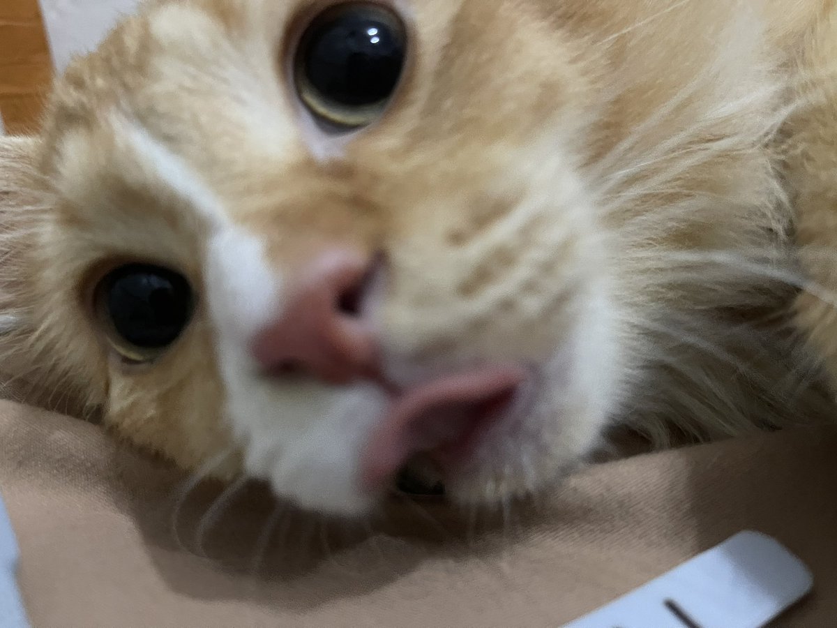 𝗈𝗇𝖾𝗅, 𝗅𝗎𝗏.⋆ tweet media