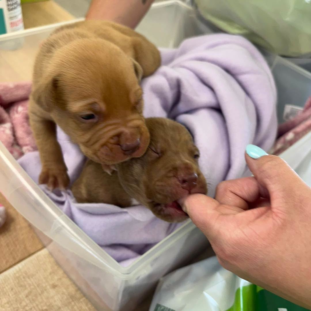 AdoptionsUk's tweet photo. Please retweet to help another 2 abandoned puppies #BIRMINGHAM #UK . DUMPED PUPPIES 💔💔💔
When will it stop?  Whilst many of us are enjoying the sunshine, spending time with family or getting ready for the football, our team are responding to situations like this.
These two tiny puppies, believed to be around two weeks old, were found abandoned in a box in Walsall on Friday and brought into our care. Had they not been spotted when they were, they simply may not have survived.
When they arrived they were desperately hungry, crying out for milk. At just two weeks old, puppies should still be safely with their mum, feeding regularly and receiving the antibodies they need to help protect them from illness as they grow.
A huge thank you to the kind member of the public who found them and brought them straight to us. They are now with our incredible, experienced foster carers who will be feeding them every few hours, day and night, giving them the very best chance possible. Hand-rearing puppies is incredibly demanding and, despite the amazing care they are receiving, they are not out of danger.
We will do everything we can for these two little fighters.
Sadly, we also wanted to share this because the abandonments haven’t stopped.
Every single week we are seeing dogs and puppies abandoned, neglected or left with nowhere to go. We are here to help dogs of all ages, but we wish people would ask for help instead of leaving vulnerable animals to fend for themselves and hoping someone finds them in time.
With England taking on Mexico later today for the FIFA World Cup (or the early hours of tomorrow) our team couldn’t resist giving these two little fighters some fitting names. Meet Harry Kane and Jude Bellingham. We hope, just like their namesakes, they show plenty of strength, determination and resilience over the coming weeks. They’re going to need every bit of support they can get.
Please keep these two little ones in your thoughts. We will share updates as soon as we can and, as always, thank you for supporting our work. -
Registered charity, Birmingham Dogs Home  Sunday July 5 2026 
Original post on facebook 👇👇👇
https://t.co/eASxiV3fyO

#dogs #dog   #adoptdontshop
@KatieAmess #Wales #Scotland #NorthernIreland 
@ConservativeAWF @RSPCA_PATeam @ScottishSPCA 
@AlistairCarns @AndrewRosindell  @MrsSOsbourne 
@gsrescueelite @DailyMirror @TheSun @Telegraph 
@scanme_tukslaw
@Tukslaw_scanme
@britishvets @GBNEWS  @PatrickChristys 
@rickygervais @EamonnHolmes 
@JaneFallon #England 
@BBCPanorama
@NickDixonITV

Puppies dumped by a breeder, July 5, 2026 . 
Now at Brimingham Dogs Home.