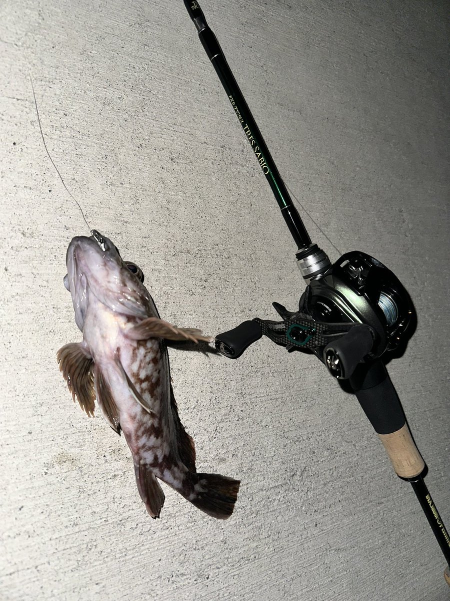pApAtKy119's tweet photo. ワンタックルでアジ〜シーバスぐらいまでを狙って楽しむのに今のIRCTとサビアが自分のスタイルではベストマッチ！
サビアエボルシオンでキャストしたらめっちゃ抜けがよくて気持ち良く飛ぶのにびっくり((((；ﾟДﾟ))))
これからどんな魚と戯れられるか楽しみ🤭 https://t.co/8KEDcUecPH