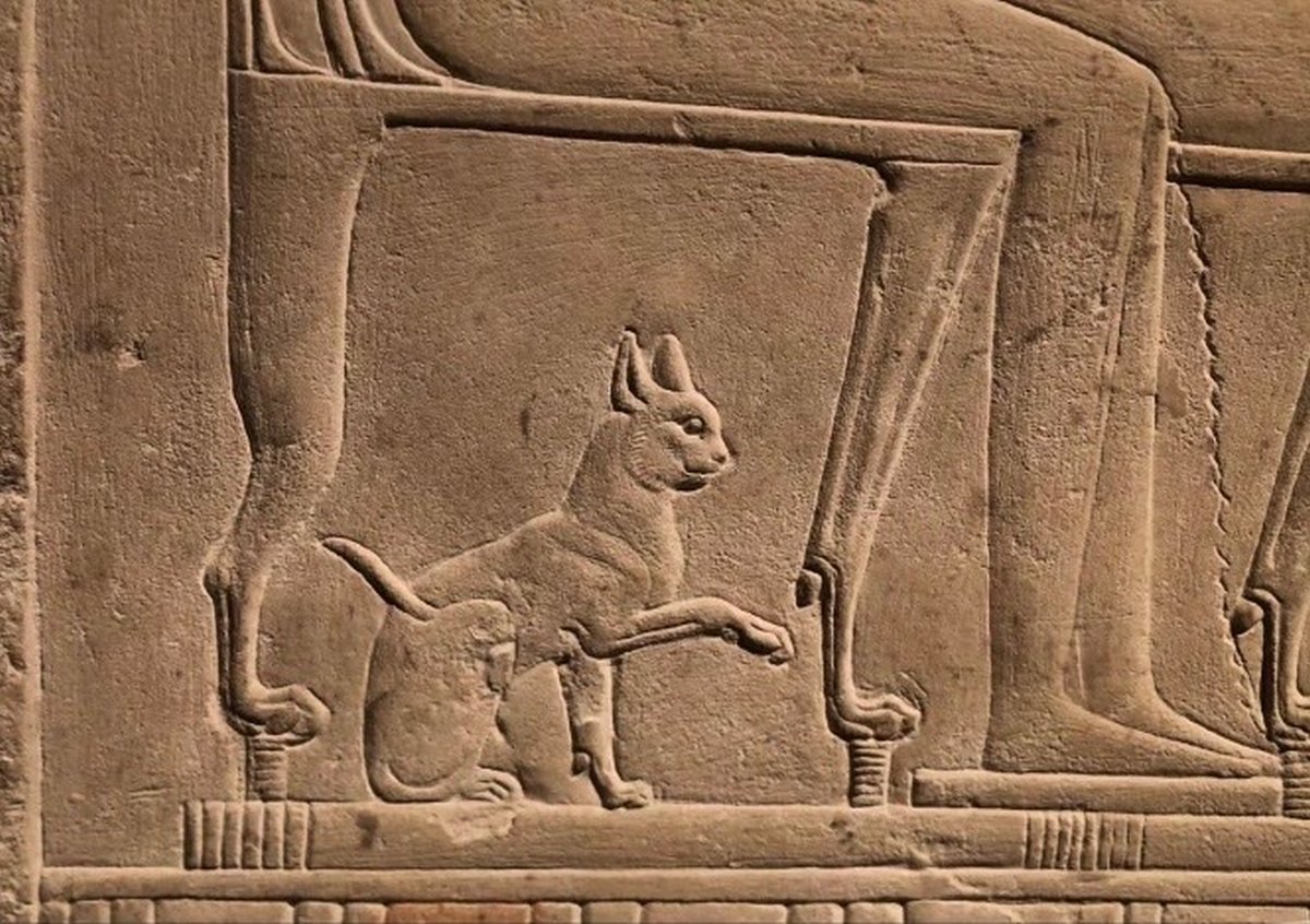 ChanceGardi's tweet photo. "Comandiamo segretamente il mondo da millenni e nessuno ci ha mai scoperti 😸" https://t.co/OOOvuCWCFD