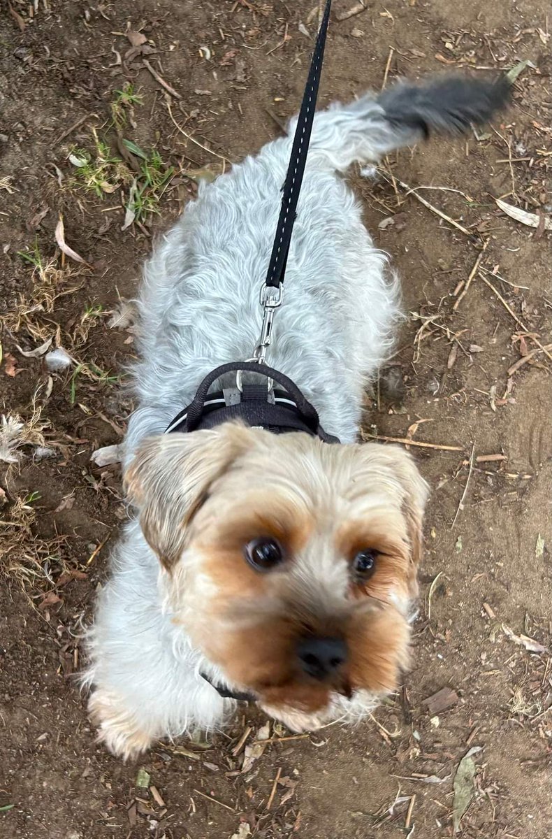 MissingPetsGB's tweet photo. BOOMER is still missing
He was spooked by fireworks in Aerodrome Lane #Whitney
#ox29 on 2 November.
Please if in the area & surrounding check gardens & sheds. Family are very desperate & worried about him. Any sighting please call. DO NOT CHASE if seen. #stolendoghour https://t.co/iJLTeSIiSy