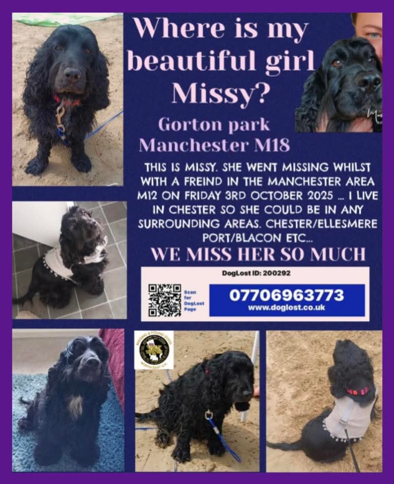 MissingPetsGB's tweet photo. SADLY MISSY IS STILL MISSING 

SOMEONE SOMEWHERE MUST HAVE SEEN MISSY 

Come on do the right thing if you know of her whereabouts, say something and let her come home♥️

#STOLENDOGHOUR 

#manchester #m12 https://t.co/26rjQUyKRm